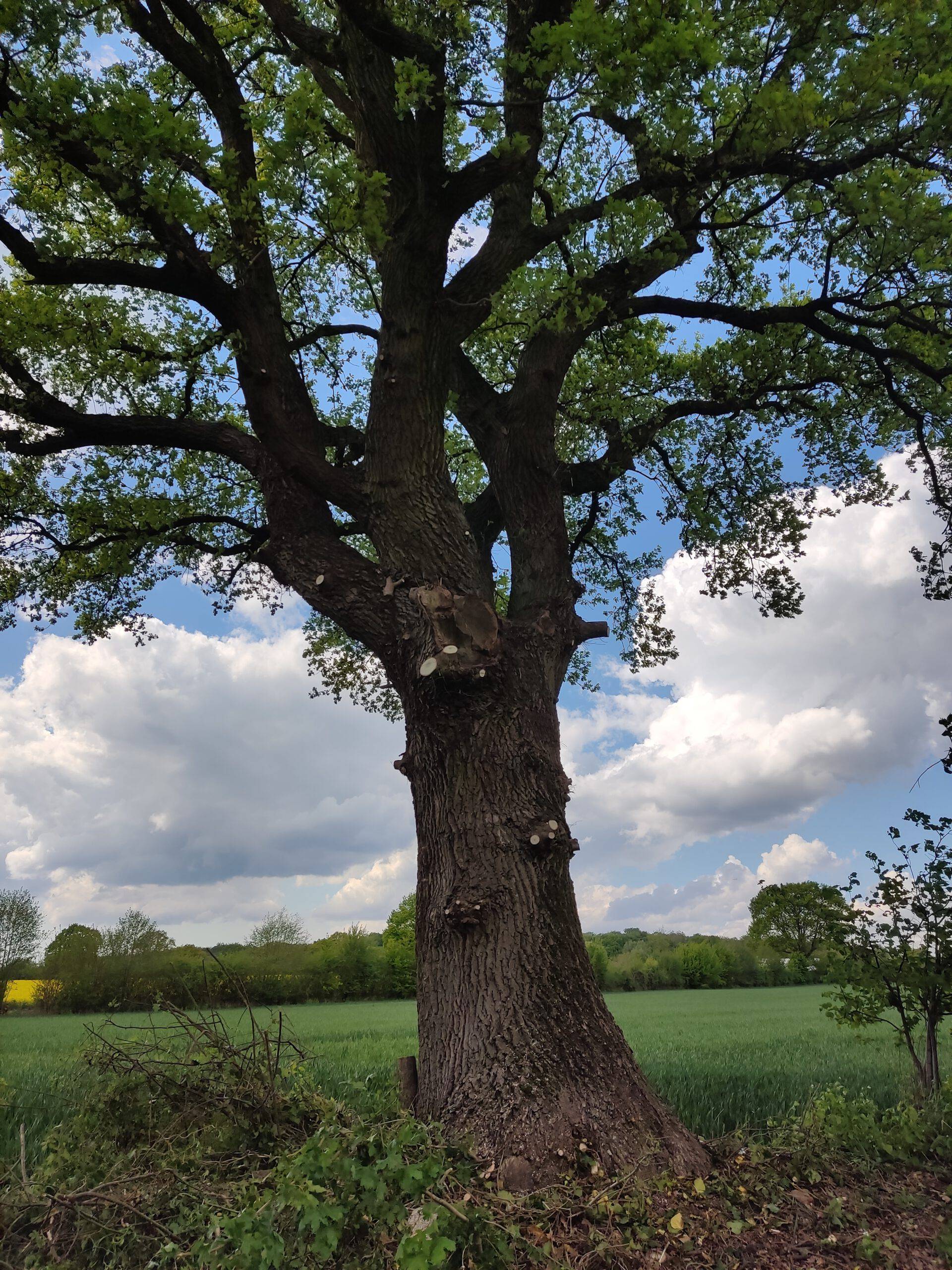 Baumpflege und Baumarbeiten in Lübeck